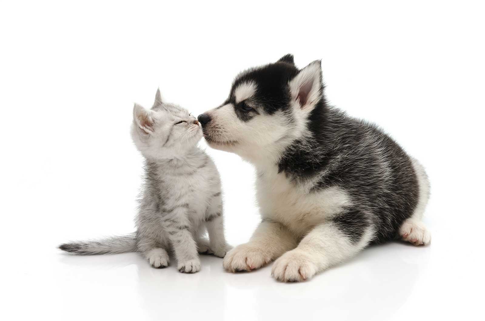 Serviços veterinários Os Patudos